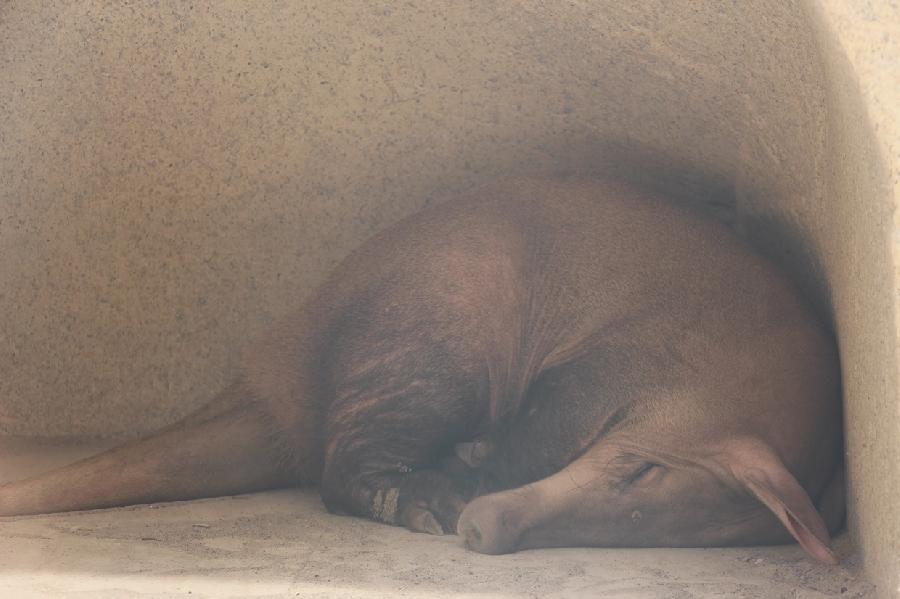Тяжёлое утро? Посмотрите, как в Калининградском зоопарке моют трубкозуба (видео)