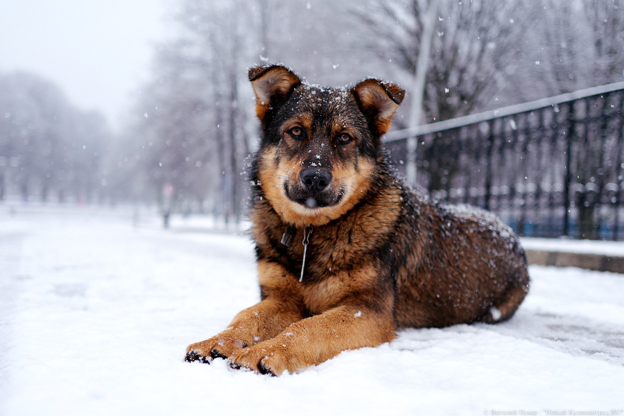 Овчарка-спасатель и крыса-сапёр: в Зеленоградске снова вручат «Лохматый Оскар»