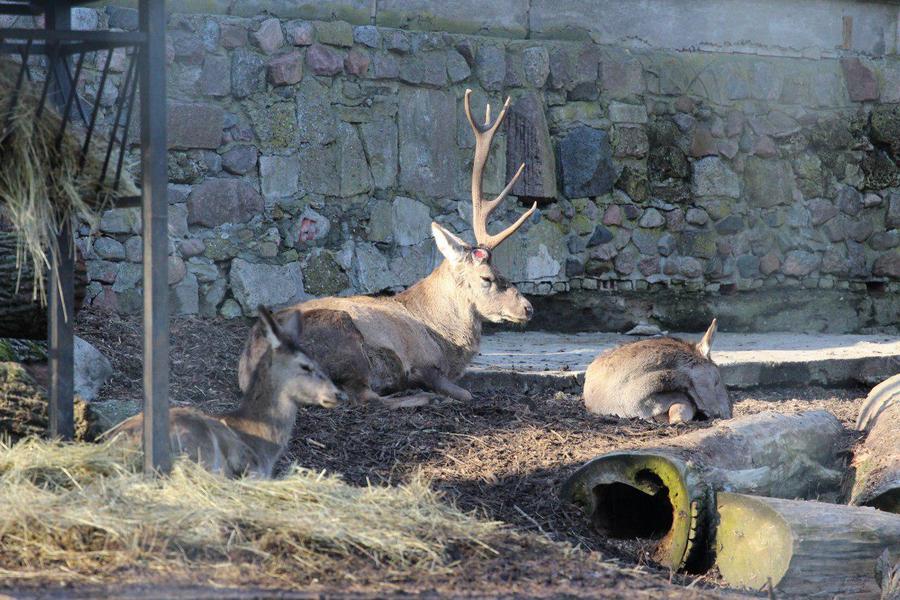 Благородный олень в Калининградском зоопарке сбросил рог из-за теплой погоды