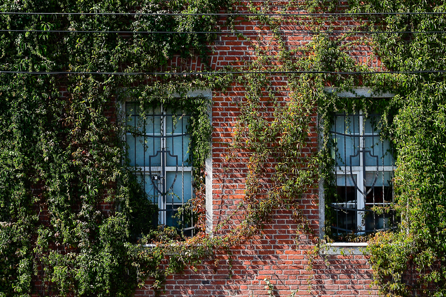 Фонд капремонта: при фасадных работах нельзя сохранить вертикальное озеленение