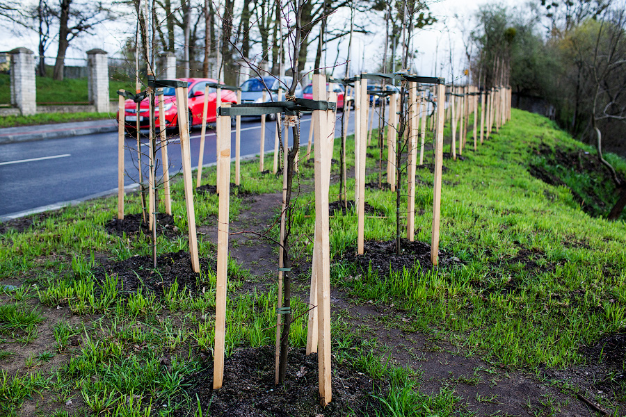 В Балтийске анонсировали «масштабное озеленение»