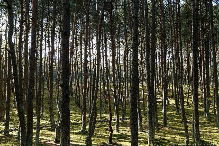 Приставы не могут арестовать недвижимость у арендатора леса в Полесском районе