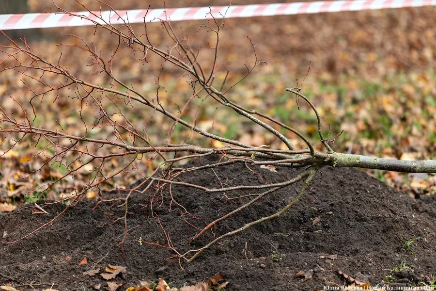 УФАС предостерегло регоператора от отказа вывозить траву и ветки