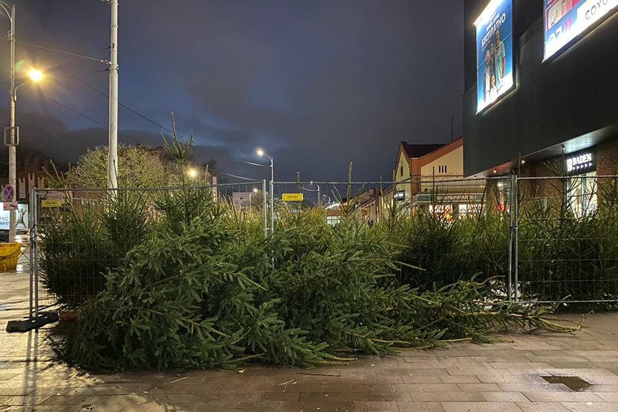Власти напомнили, куда следует сдавать ёлки после праздников