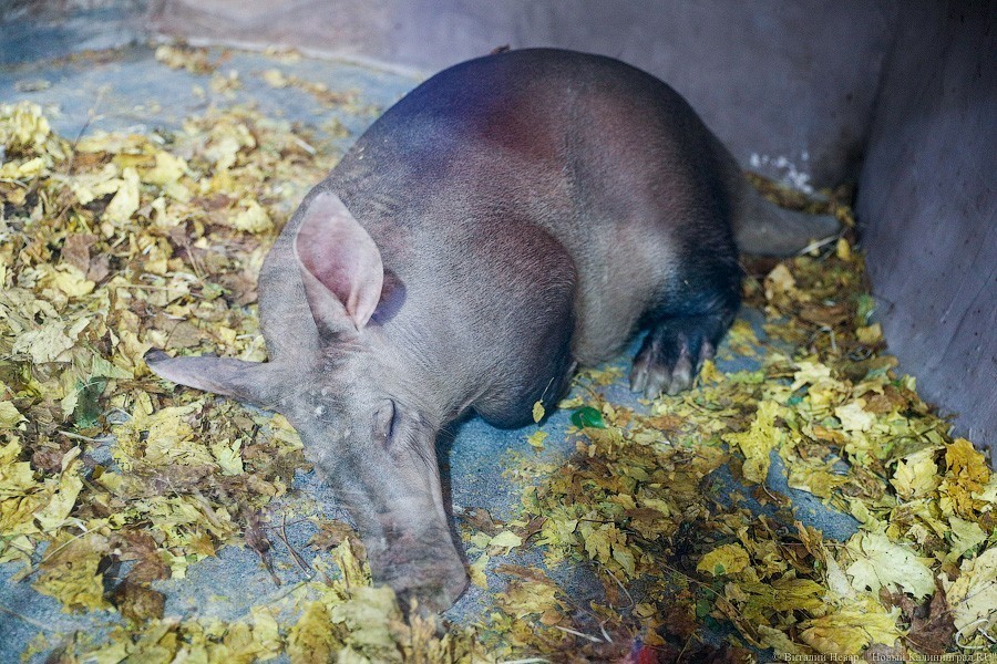 Калининградский зоопарк переходит на зимний режим работы