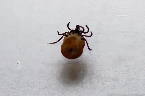 Сезон открыт: как защититься от клещей и что нужно знать о вакцинации