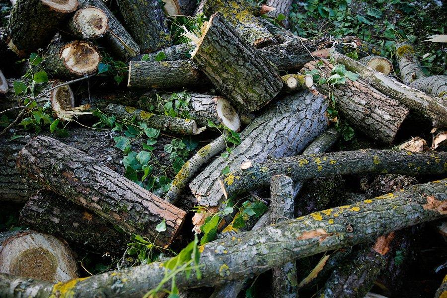 Власти уточнили, сколько деревьев вырубят для строительства дороги к порту в Пионерском
