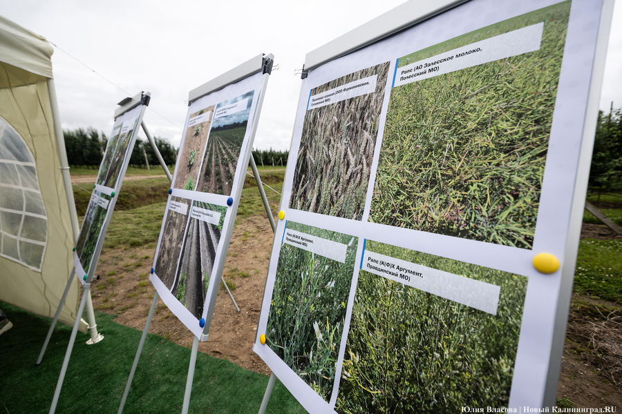 Калининградскому минсельхозу поручили выстроить диалог фермеров и страховщиков