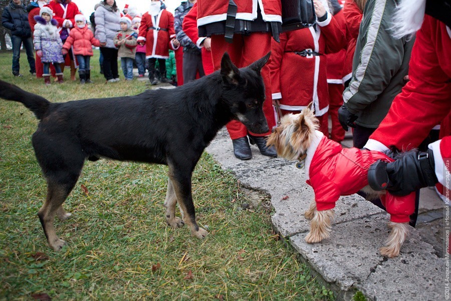 Кабмин утвердил перечень потенциально опасных пород собак в России