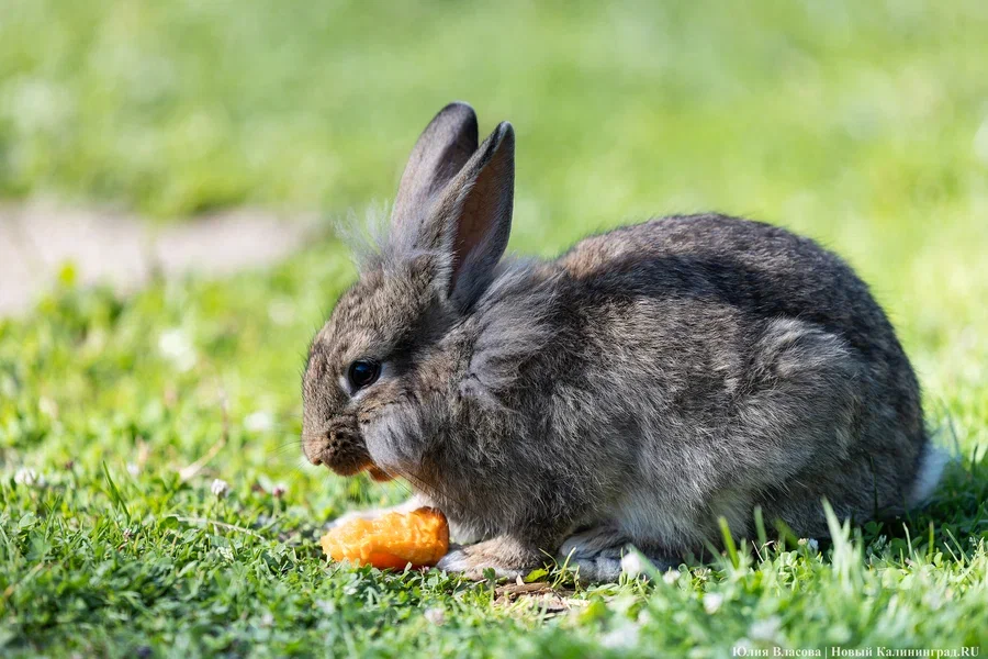 Россельхознадзор: демонстрация кроликов в Парке света велась без лицензии