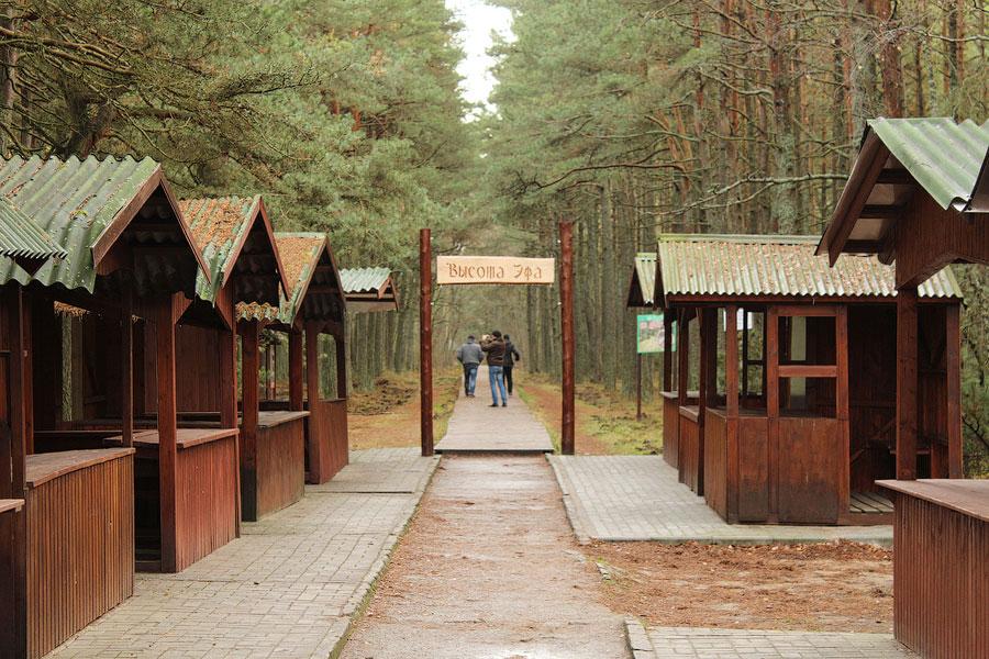 На популярном маршруте Куршской косы решили высадить «аллею огнеборцев»