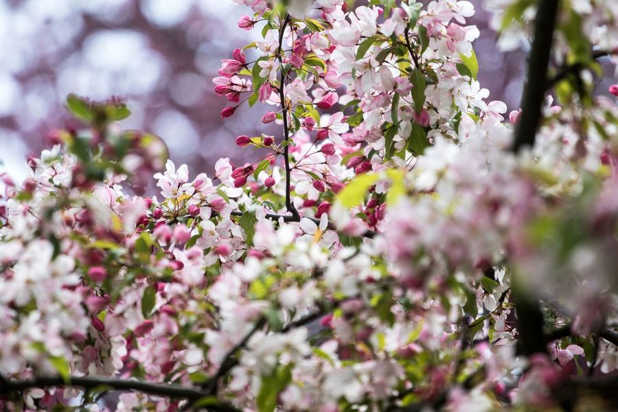 Ботанический сад возобновляет работу