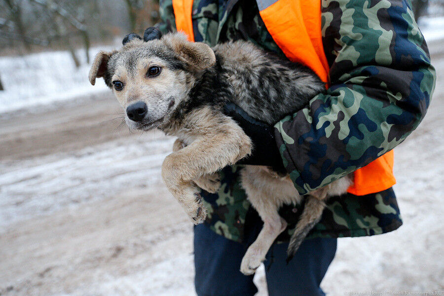 В Балтийске отловленных собак обещают больше не выпускать обратно на улицы