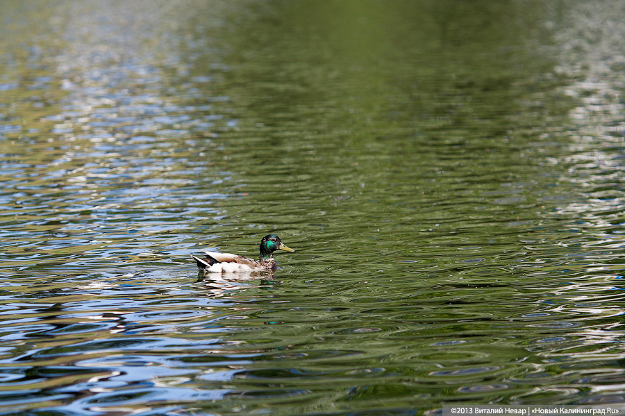 Очевидцы: на Нижнем озере массово всплывает рыба, что-то произошло с водой