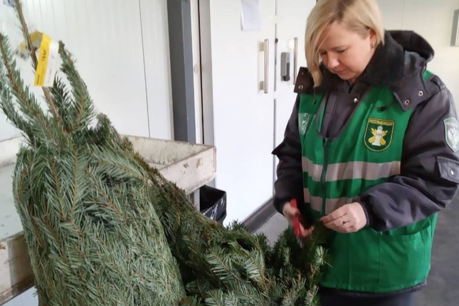 В Калининградскую область поступила партия пихт из Литвы (фото)