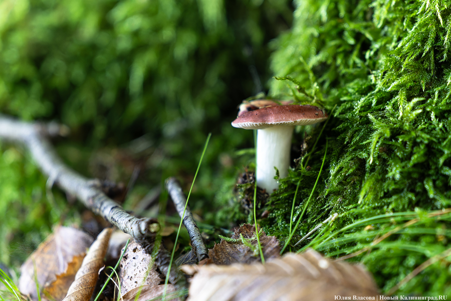 Нацпарк «Куршская коса» анонсировал Грибной фестиваль