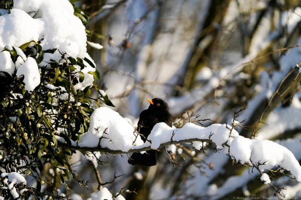 Вечерний @Калининград: дело «Балтберегозащиты», ВНЖ депутата и платежки