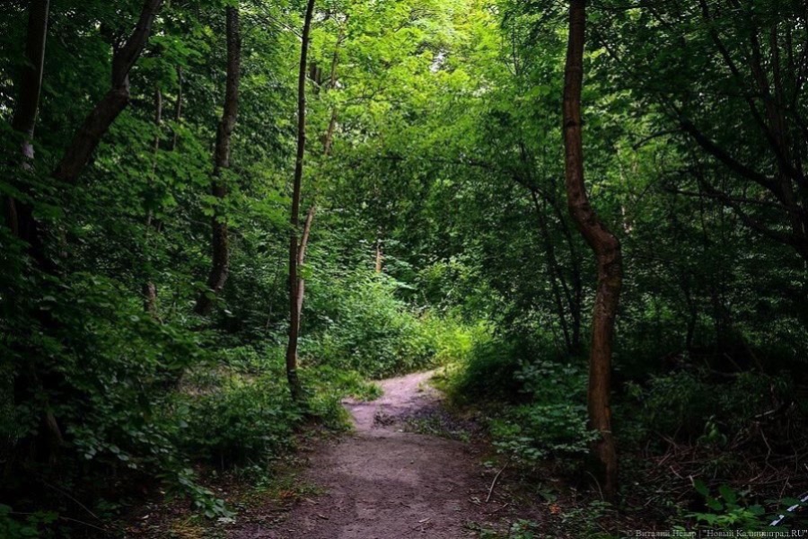 В Калининграде намерены создать городское лесничество