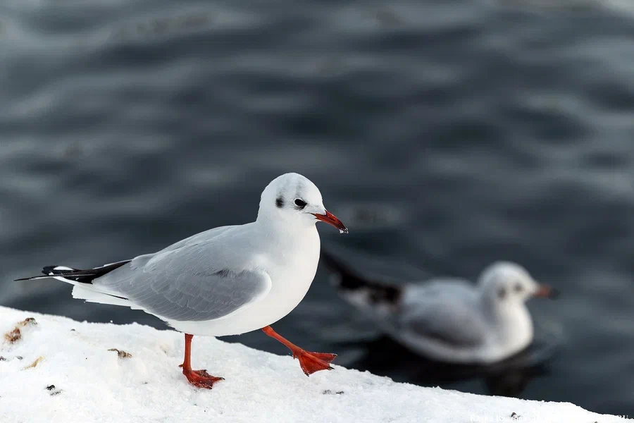 Усиление морозов: погода в Калининградской области 18 января