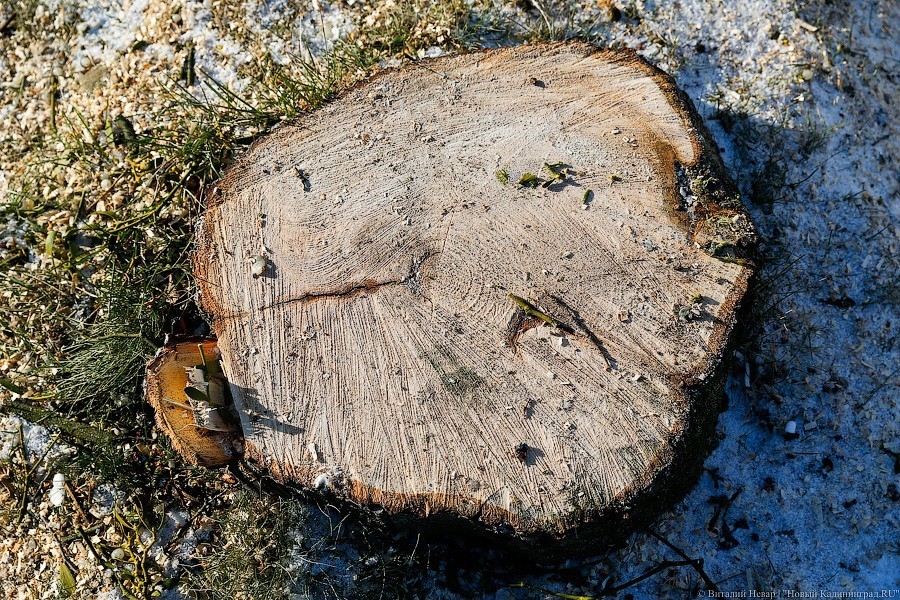 Мэрия: у Летнего озера будут вырубаться деревья и высаживаться новые