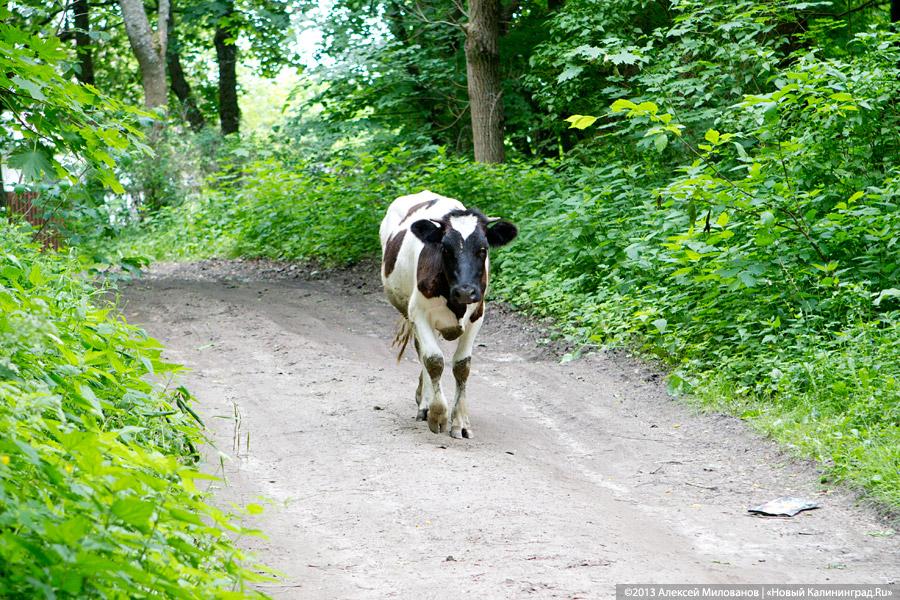 Мэрия Калининграда начала изымать землю для строительства дороги в Чкаловск
