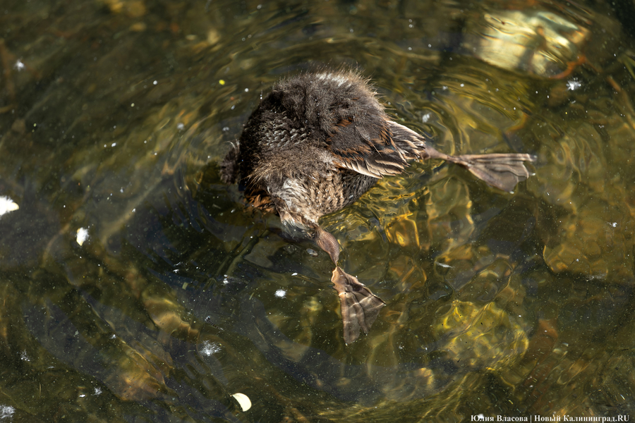Демонический парафраз с музыкальной паузой: не скучаем на выходных с 6 по 8 октября