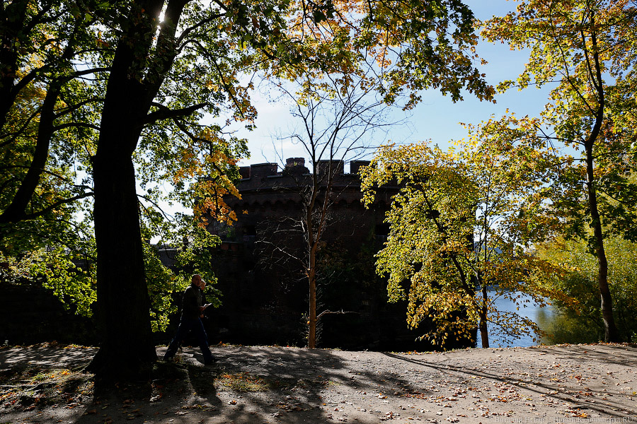 Администрация Калининграда покупает акустический томограф для деревьев