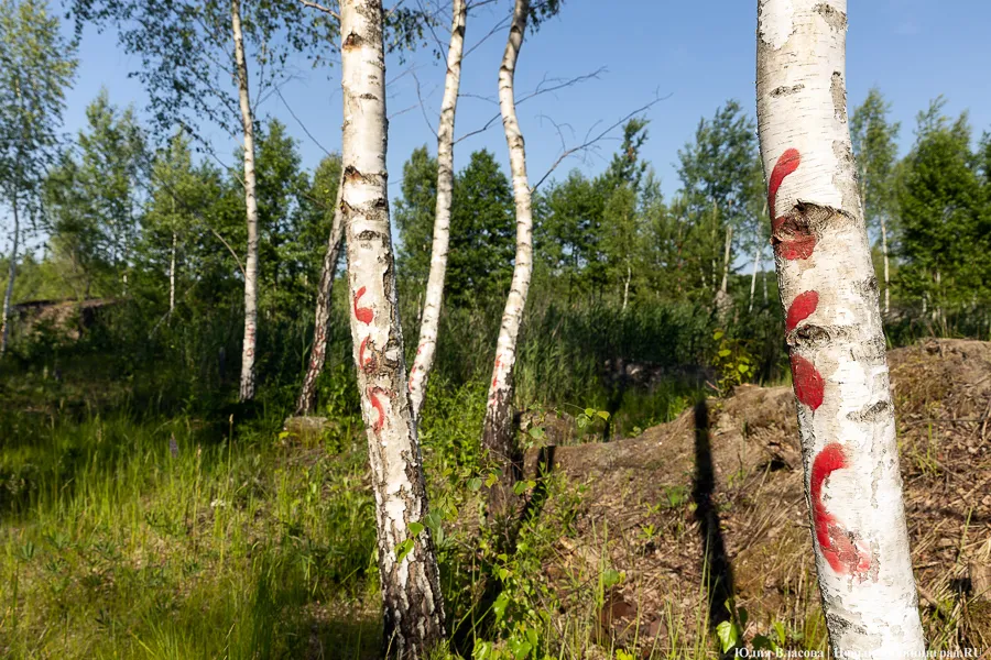 Калининградские власти готовят под гражданское кладбище в Медведевке участок в 7,75 га