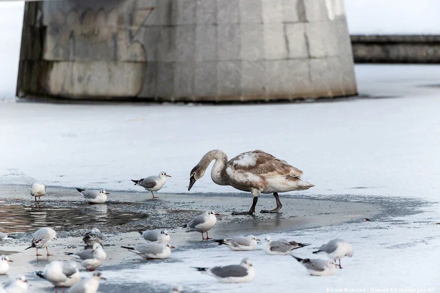 Ледяной дождь и снег: погода в Калининградской области 27 января