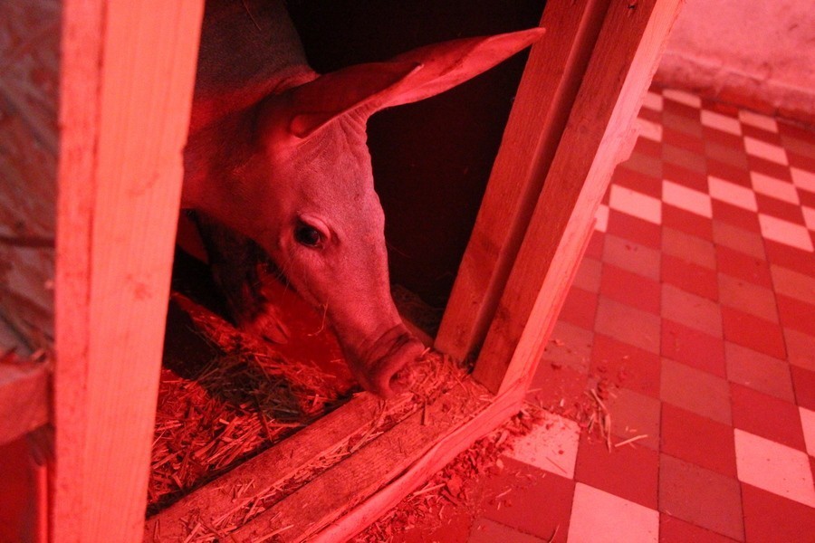 «Отец когтей»: в Калининградском зоопарке появился трубкозуб