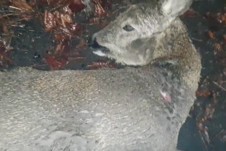 Вышел, посмотрел и поехал дальше: под Гвардейском насмерть сбили косулю (фото)