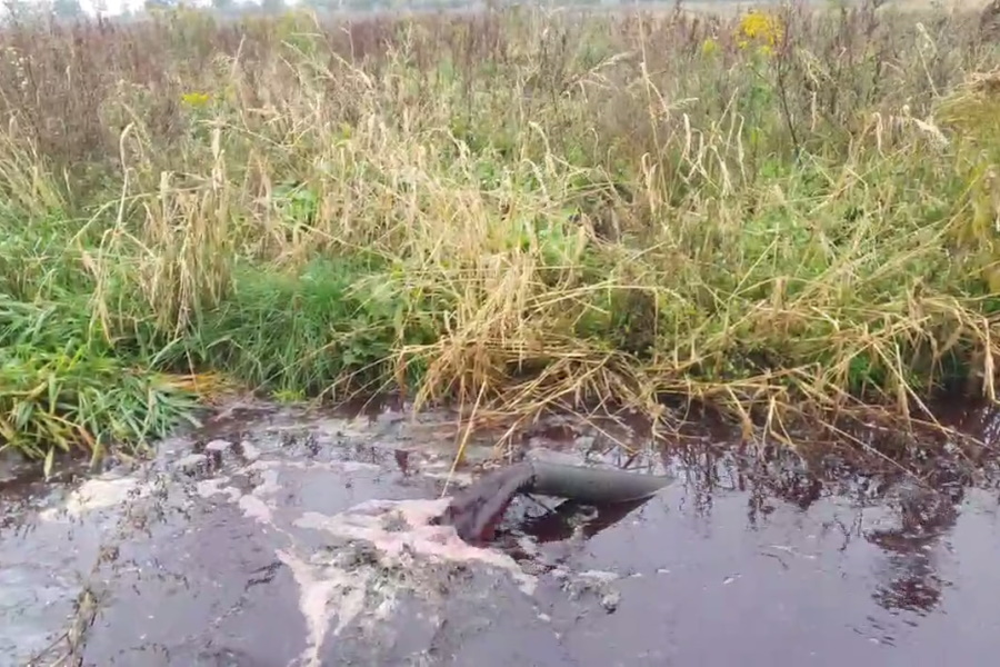 Власти Зеленоградска изымают земли у фермера, сливающего отходы со скотобоен