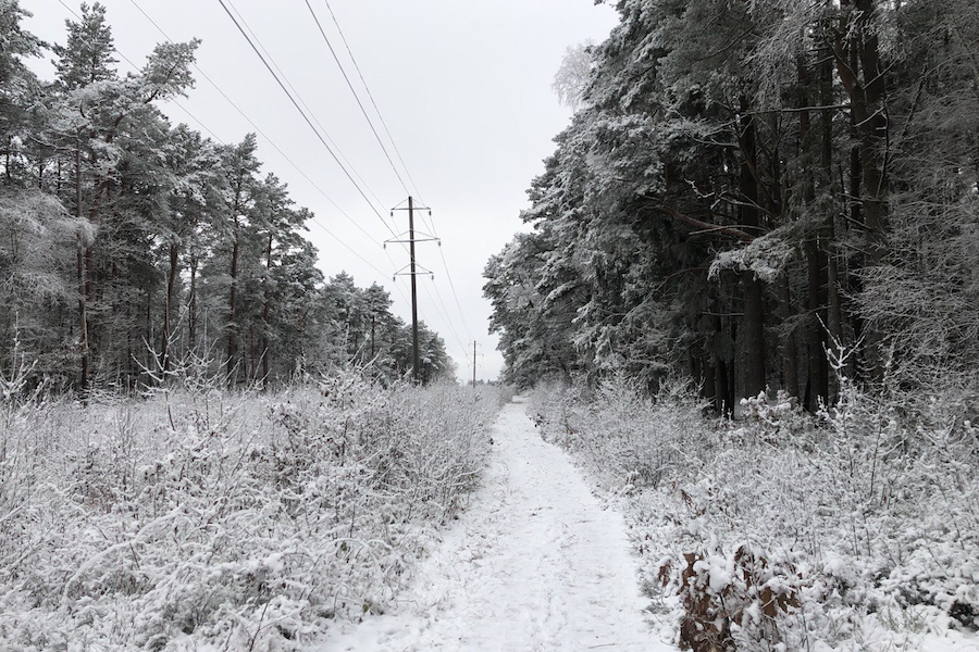 Жители Светлогорска собирают подписи против вырубки и застройки соснового бора на улице Новой