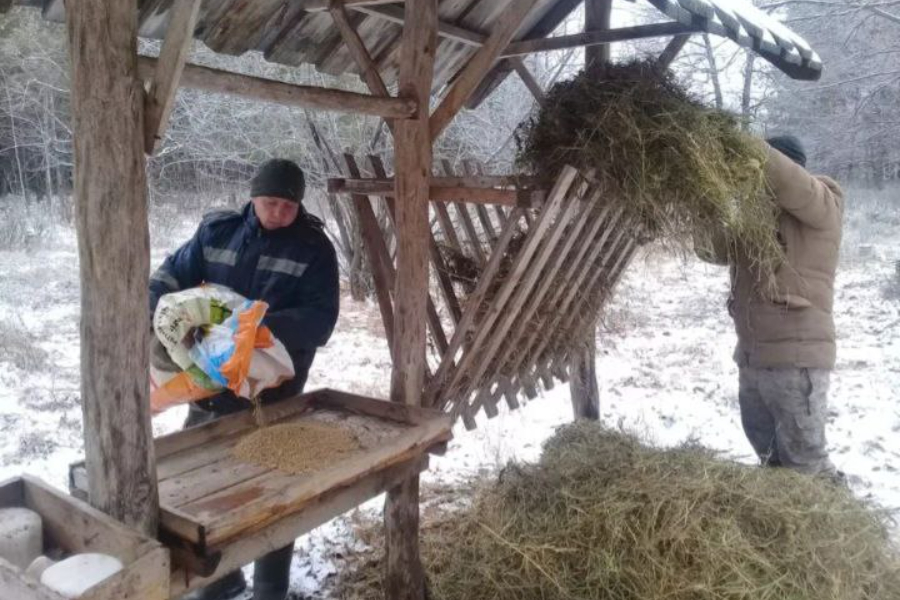 Общественники заявили о массовом падеже косуль из-за неблагоприятной погоды