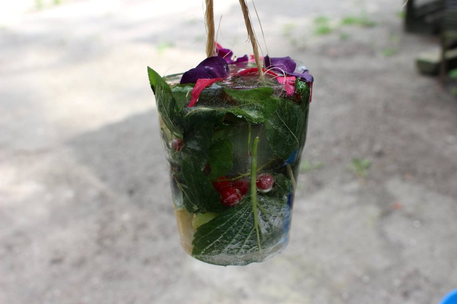 В Калининградском зоопарке  птиц от жары спасают мороженым