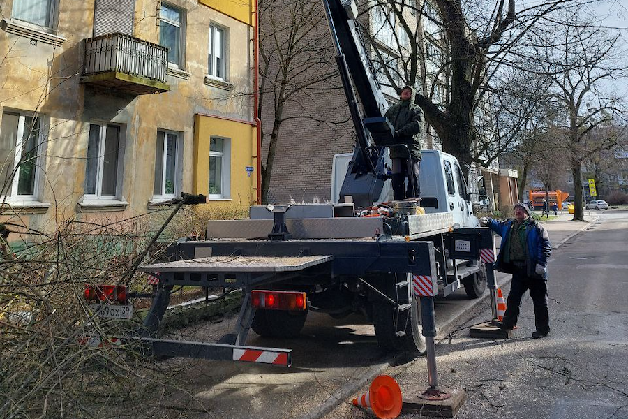 В Калининграде продолжается обрезка деревьев, несмотря на приказ закончить ее 24 марта (фото)