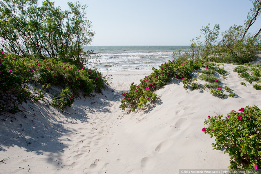 Синоптики прогнозируют на неделе жару в Калининградской области 