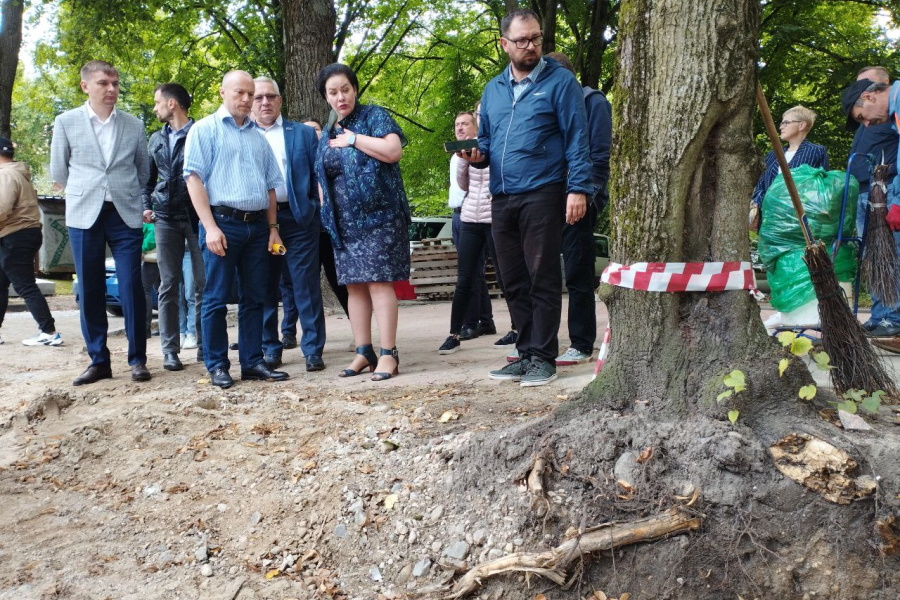 Калининградские власти признали, что после реконструкции улицы Красной часть деревьев погибнет (фото)