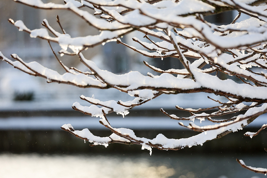 Калининградцев призвали стоять и ходить под деревьями осторожно