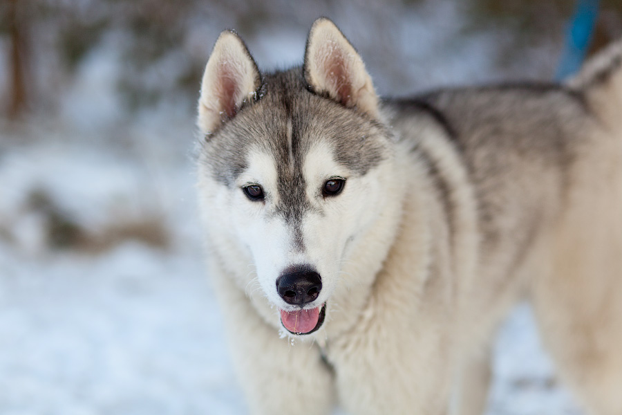 Житель Полесска битой забил соседскую хаски, его обвиняют в уничтожении имущества
