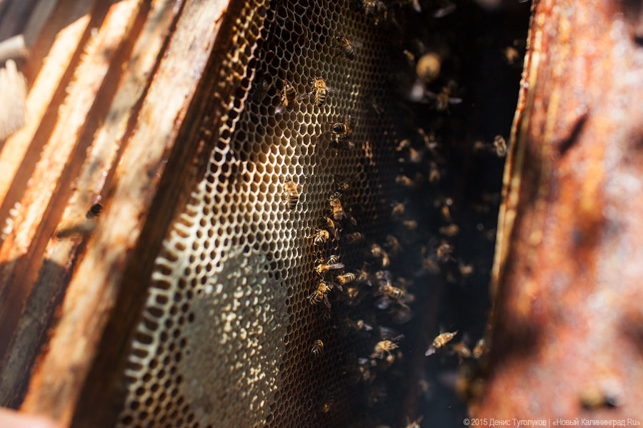Правильные пчёлы и правильный мёд: как наш редактор занялся пчеловодством