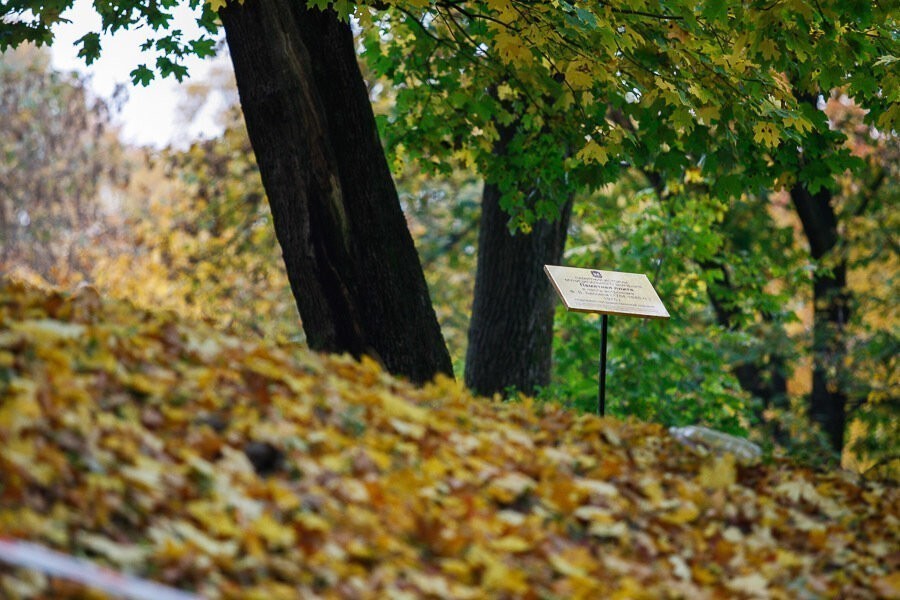 Власти области поставили под охрану государства липовую аллею, которую спасали активисты