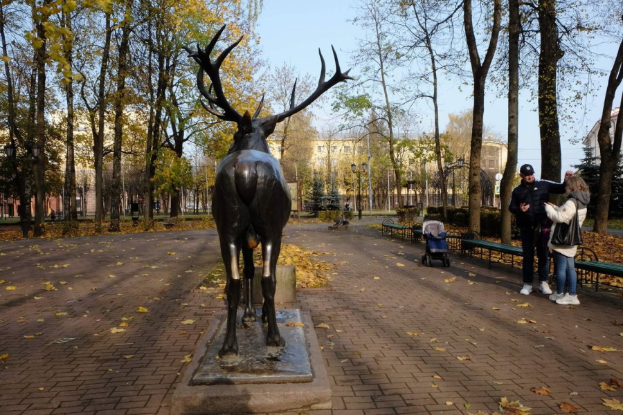 «Враждебного» смоленского оленя готов принять Калининградский зоопарк (фото)