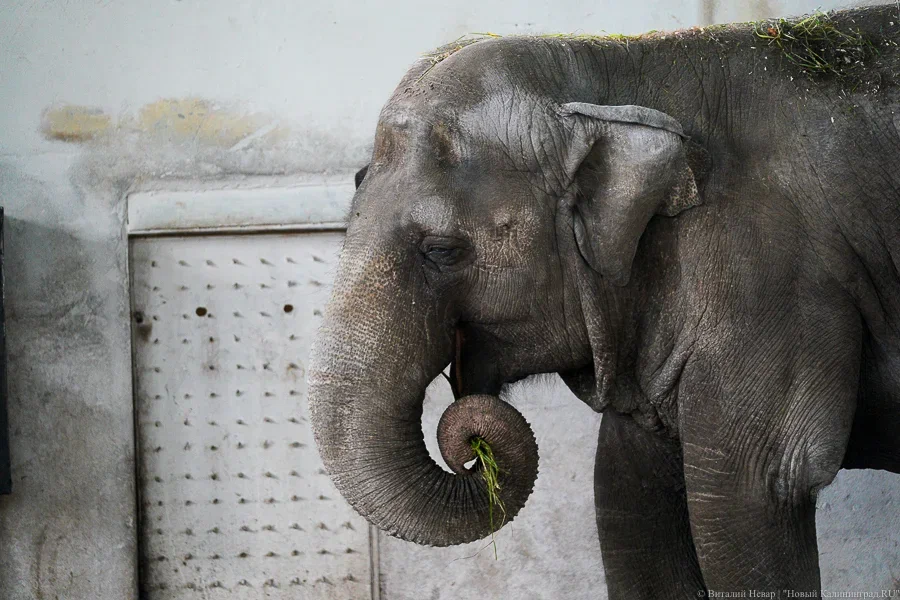 Соколова о самочувствии слонихи Преголи: «прогноз неутешительный»