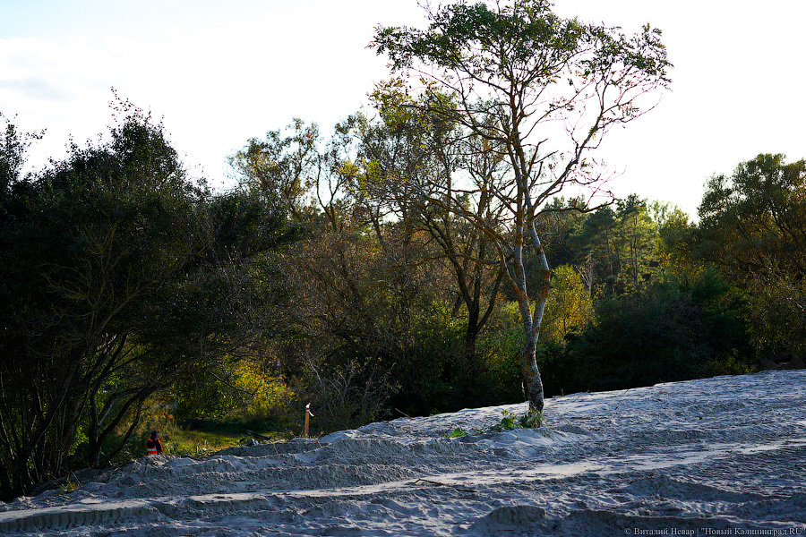Власти Зеленоградска ждут из областного бюджета 20 млн руб. на растения для укрепления дюн