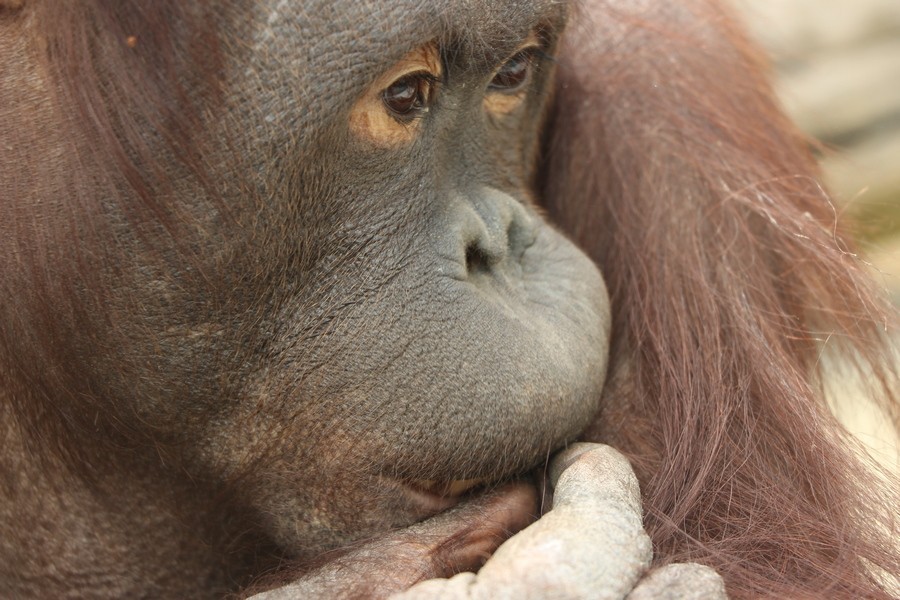 В Калининградском зоопарке впервые за 23 года родился орангутан