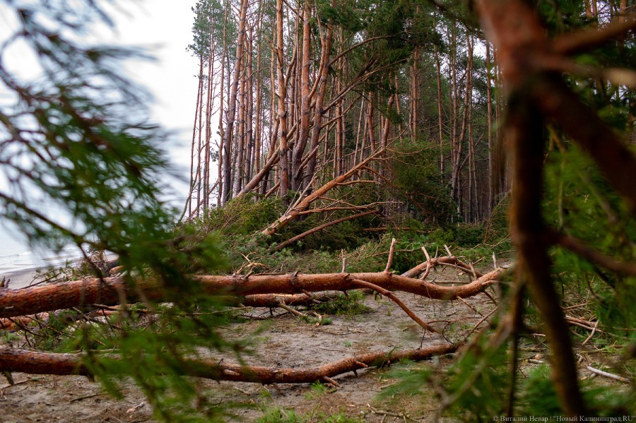 Шторм повалил почти полторы сотни деревьев в Калининградской области