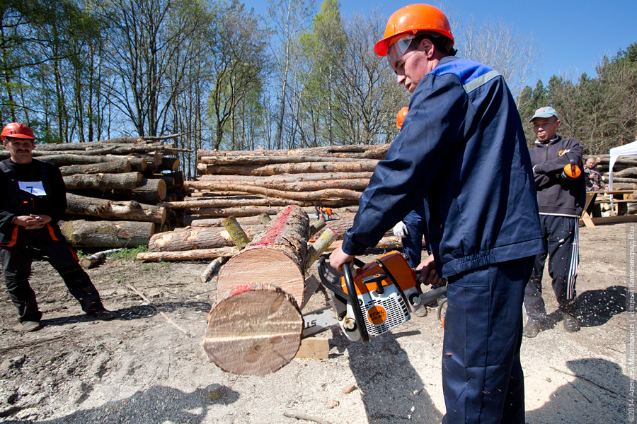 Минприроды примирилось с арендаторами, рубившими лес с нарушениями