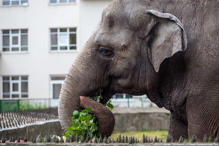 В гданьском зоопарке пожарным пришлось спасать прилегшего отдохнуть слона