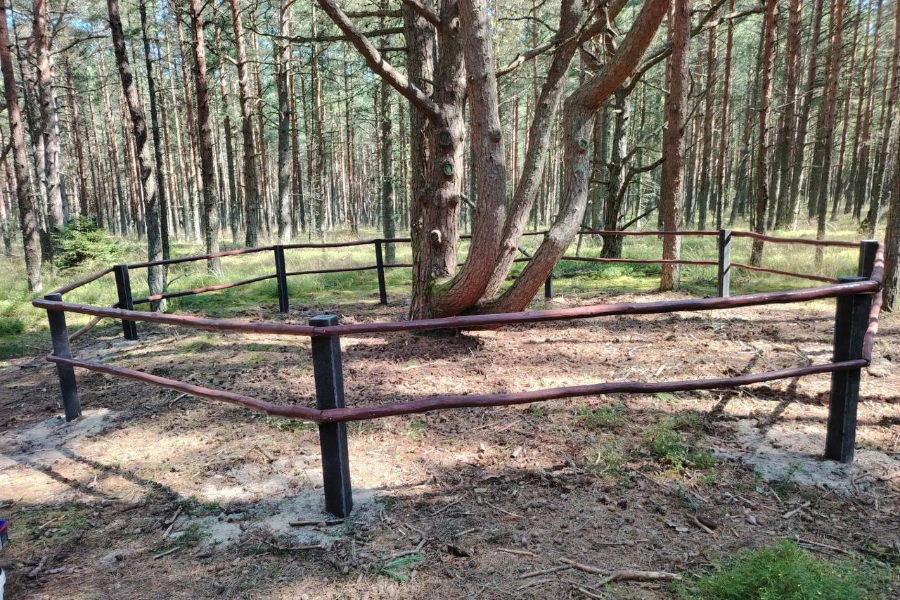 На Куршской косе установили новое ограждение вокруг многоствольной сосны в Танцующем лесу